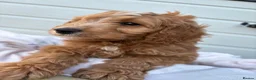 Cockapoo dogs for sale: last one left f1 cockapoo boy in Esher - Advert 5