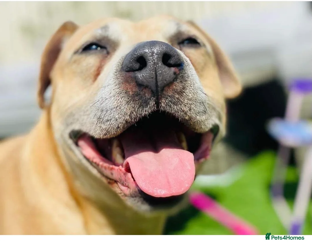 Staffordshire Bull Terrier dogs for sale: Re-home family dog  in Newcastle upon Tyne - Advert 3