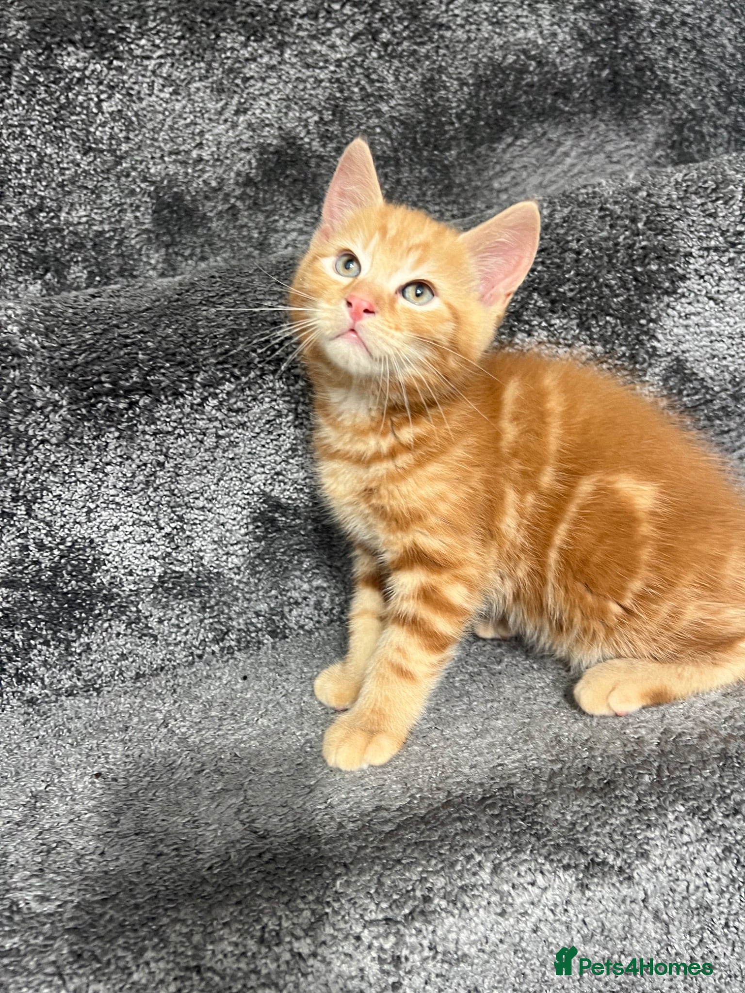 Domestic Shorthair cats Domestic Shorthairs - Tabbies and Ginger babies  - Advert 2