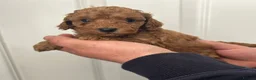 Toy Poodle dogs for sale: Beautiful tiny Toy Poodles  - Advert 6