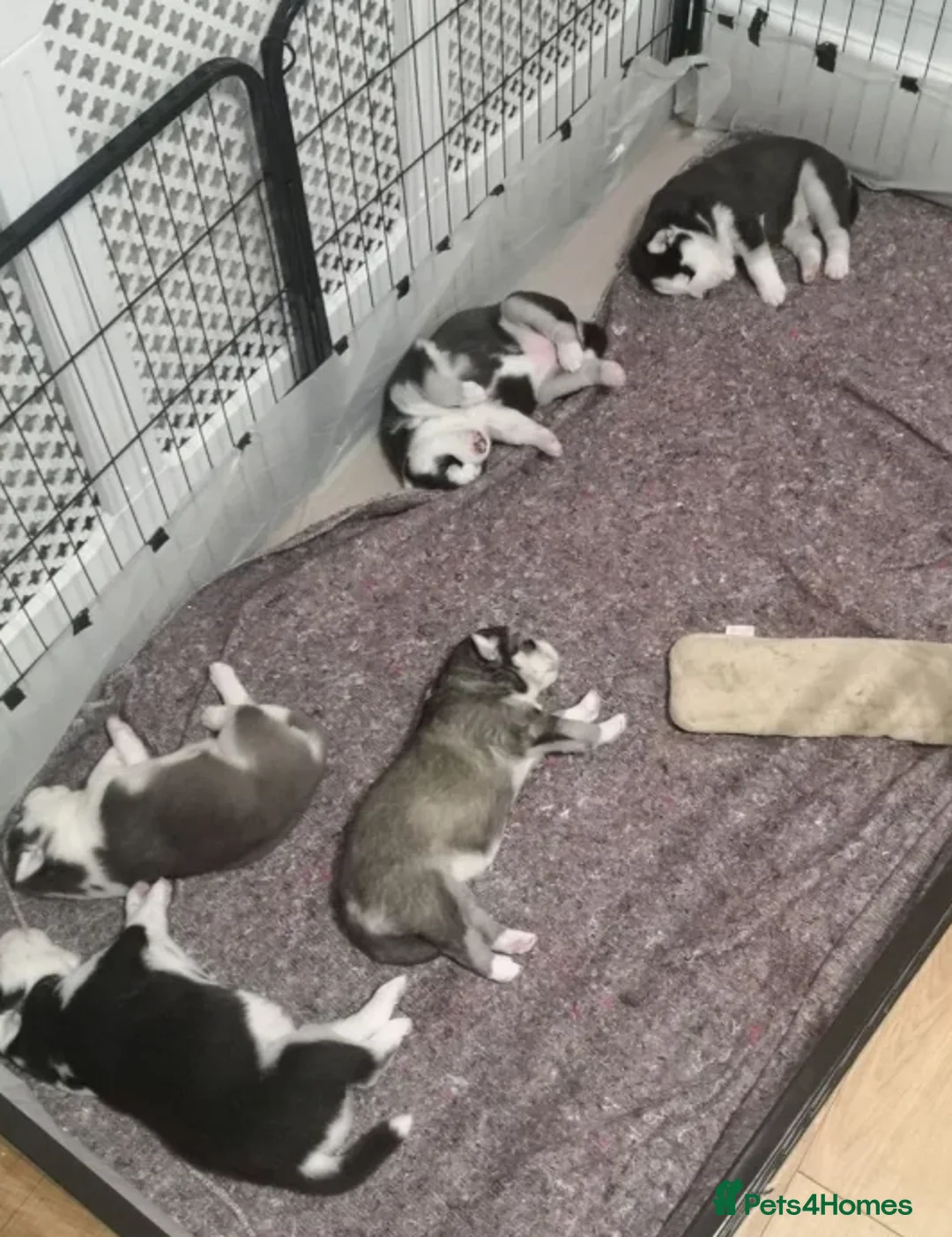 Siberian Husky dogs for sale: “Snow-Kissed Siberian Husky Cuties – Available - Advert 2