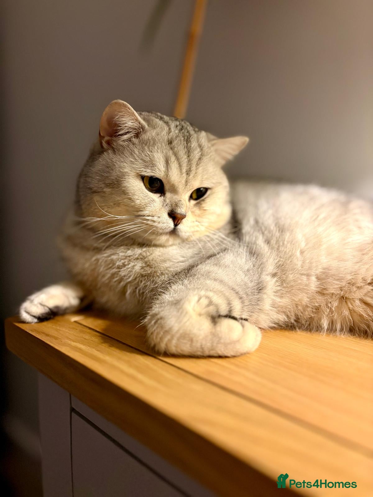 British Shorthair cats 🌟 British Shorthair Chinchilla GCCF Champion - Advert 8