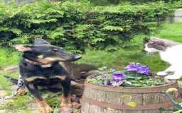 Mixed Breed dogs for adoption: 💙🐶 OLCHIK 🐶💙 - Image 5