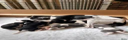 Whippet dogs for sale: Pedigree (KC registered) Whippet Puppies in Aylesbury - Advert 6