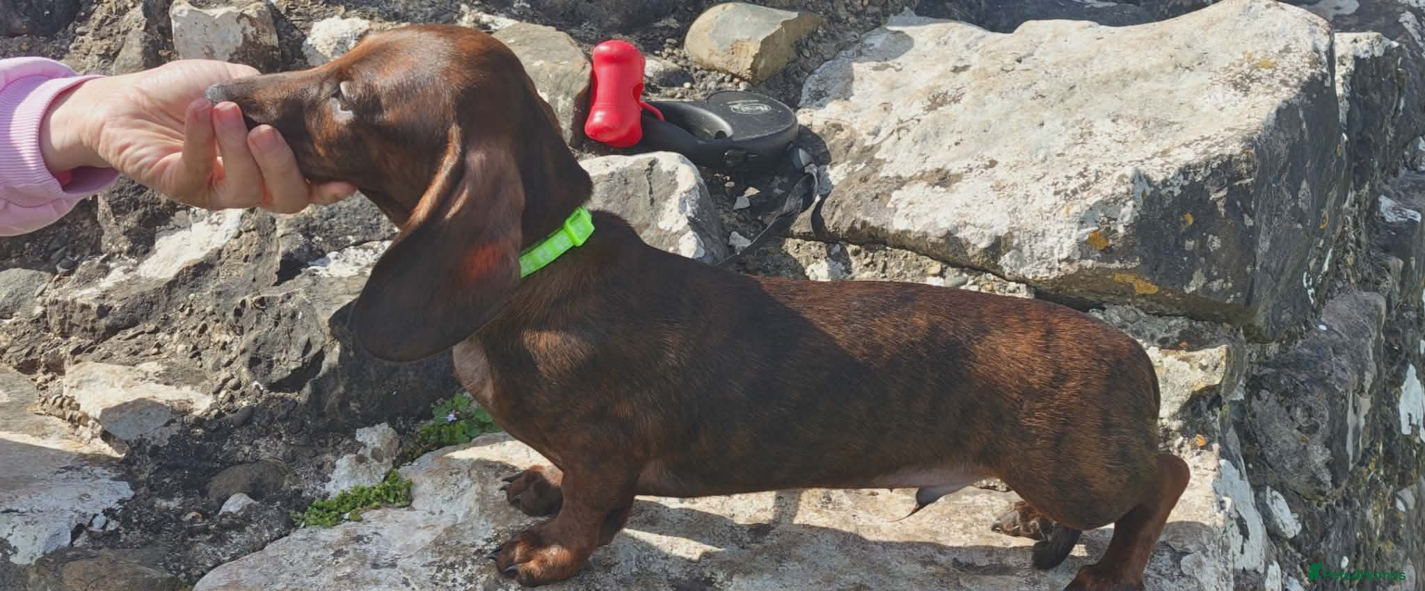 Miniature Dachshund dogs Miniature dachshund baby  - Advert 2