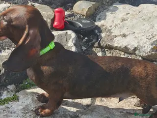 Miniature Dachshund dogs Miniature dachshund baby - Advert 2