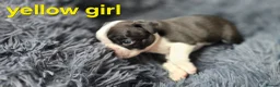 Boston Terrier dogs for sale: ⭐️KC registered beautiful Boston terrier puppies - Advert 6