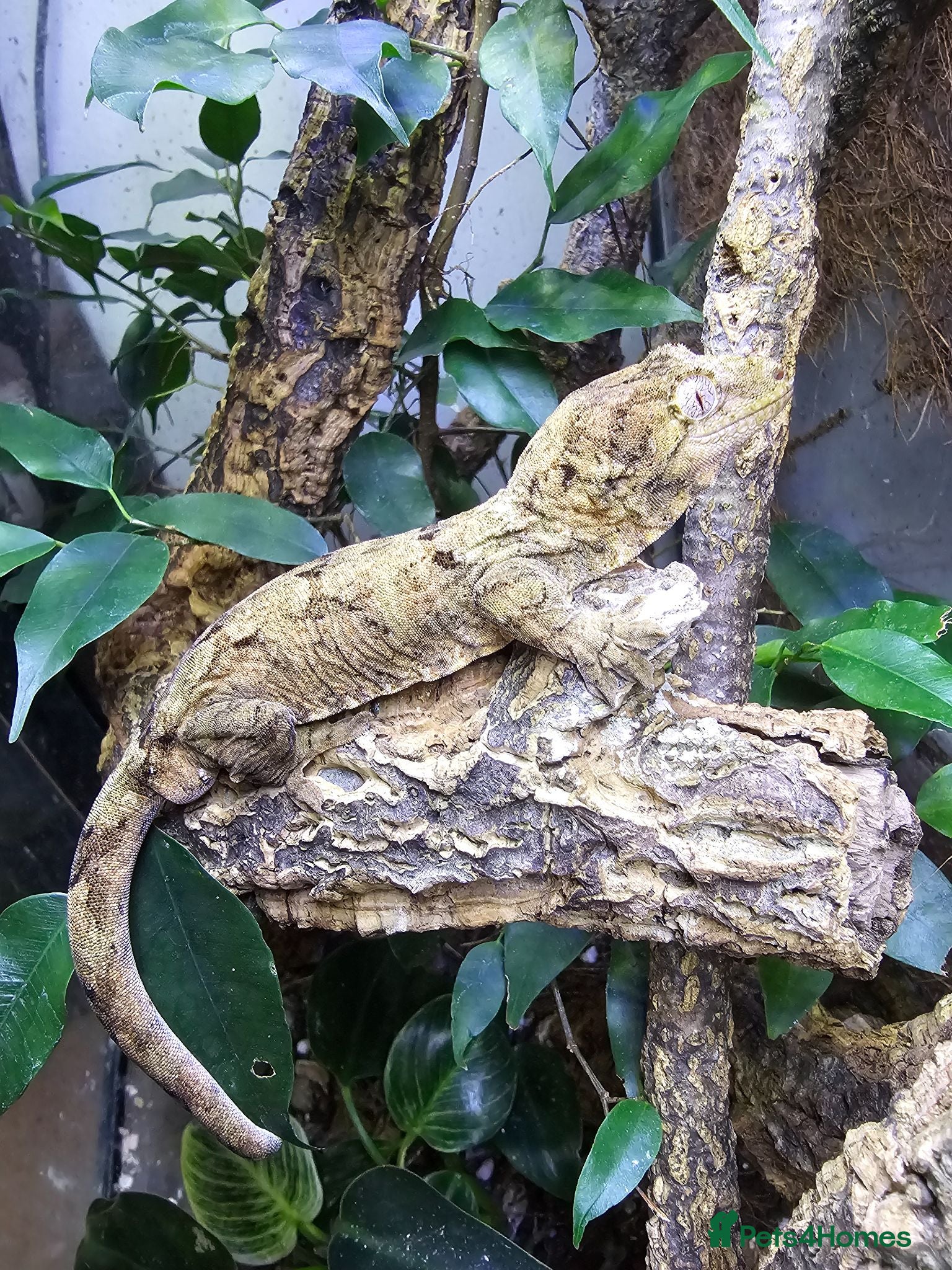 Gecko reptiles CB2025 Mainland chahoua (mossy gecko) - Advert 4