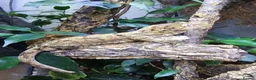 Gecko reptiles for sale: CB2025 Mainland chahoua (mossy gecko) - Advert 1