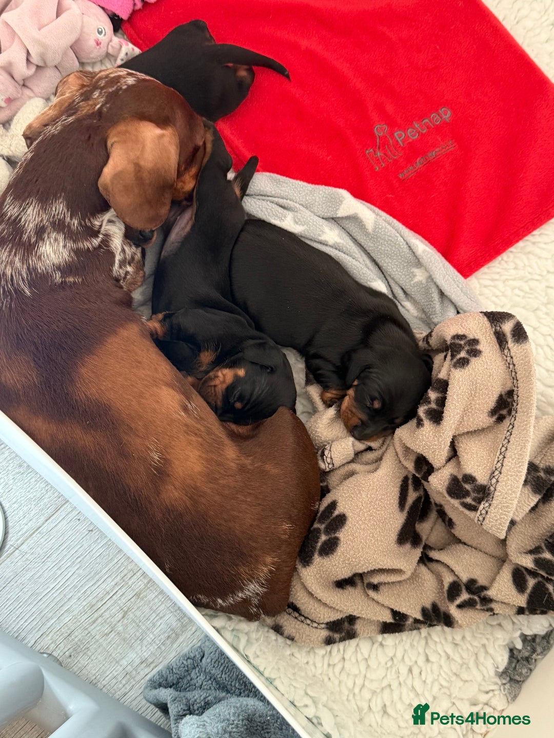 Miniature Dachshund dogs for sale: MINIATURE DACHSHUNDS  - Image 5
