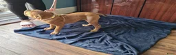 Dorset Olde Tyme Bulldogge dogs for sale: Reduced 12 Week old stunning pups - Advert 8