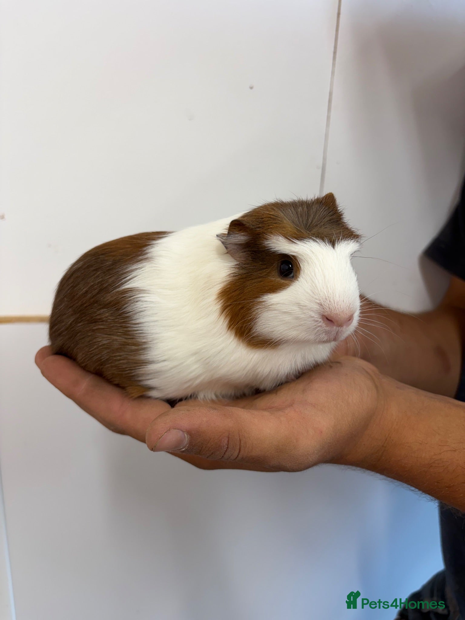 Guinea Pig rodents Beautiful baby guineas  - Advert 2