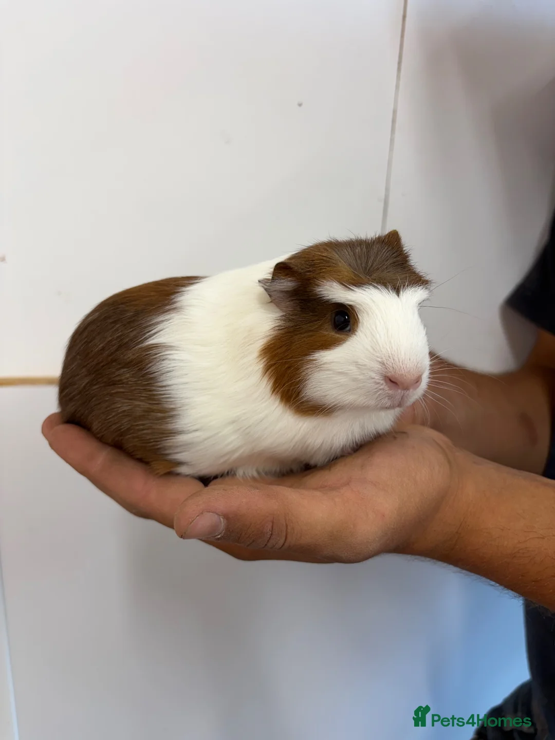 Guinea Pig rodents for sale: Beautiful baby guineas  - Advert 2
