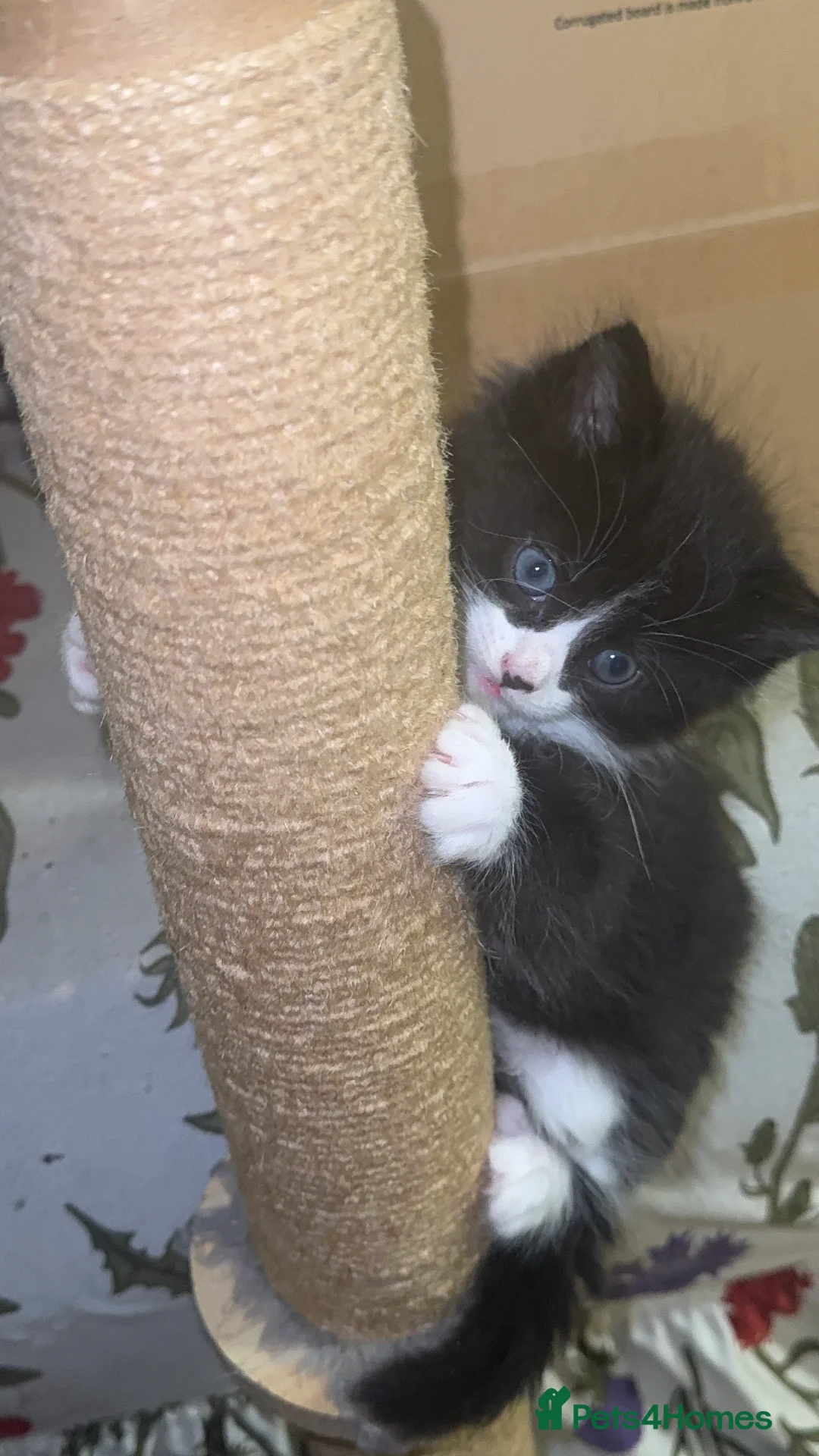 Mixed Breed cats for sale: 4 Beautiful Tuxedo Kittens (3 Long haired) <3 - Advert 22