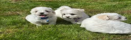 Maltese dogs for sale: Maltese puppies  - Advert 3