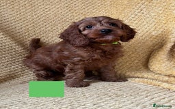 Cockapoo dogs for sale: Beautiful Cockapoo puppies  - Image 4