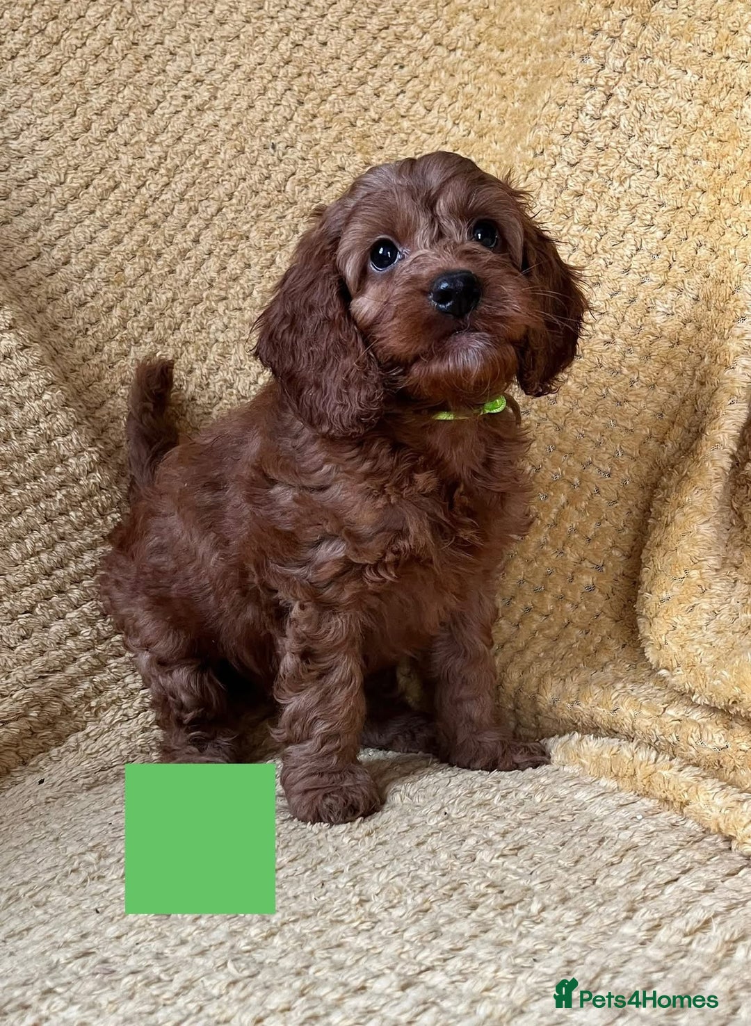 Cockapoo dogs for sale: Beautiful Cockapoo puppies  - Image 4