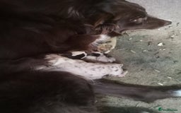 Border Collie dogs for sale: 3 beautiful collie puppies  - Advert 1