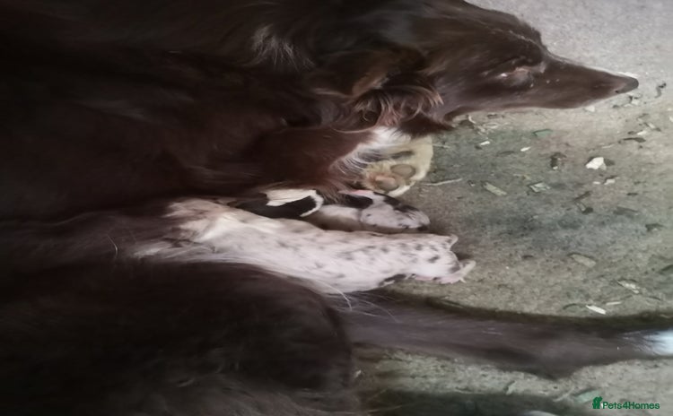 Border Collie dogs 3 beautiful collie puppies  - Advert 1