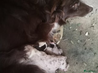 Border Collie dogs 3 beautiful collie puppies - Advert 1