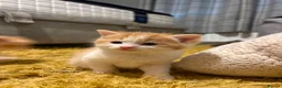 British Longhair cats for sale: Stunning Female Ginger Kittens - Advert 16