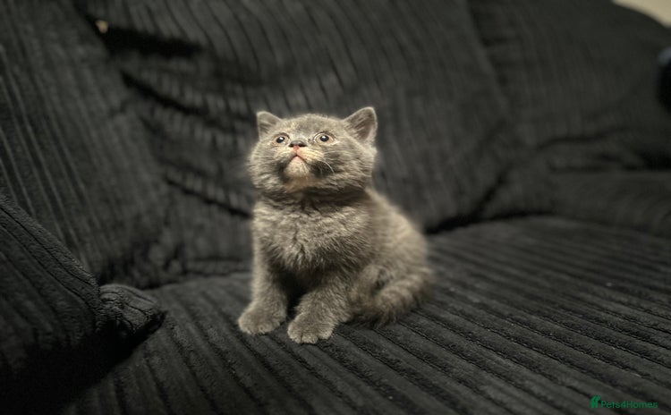 Scottish Fold cats - Advert 16