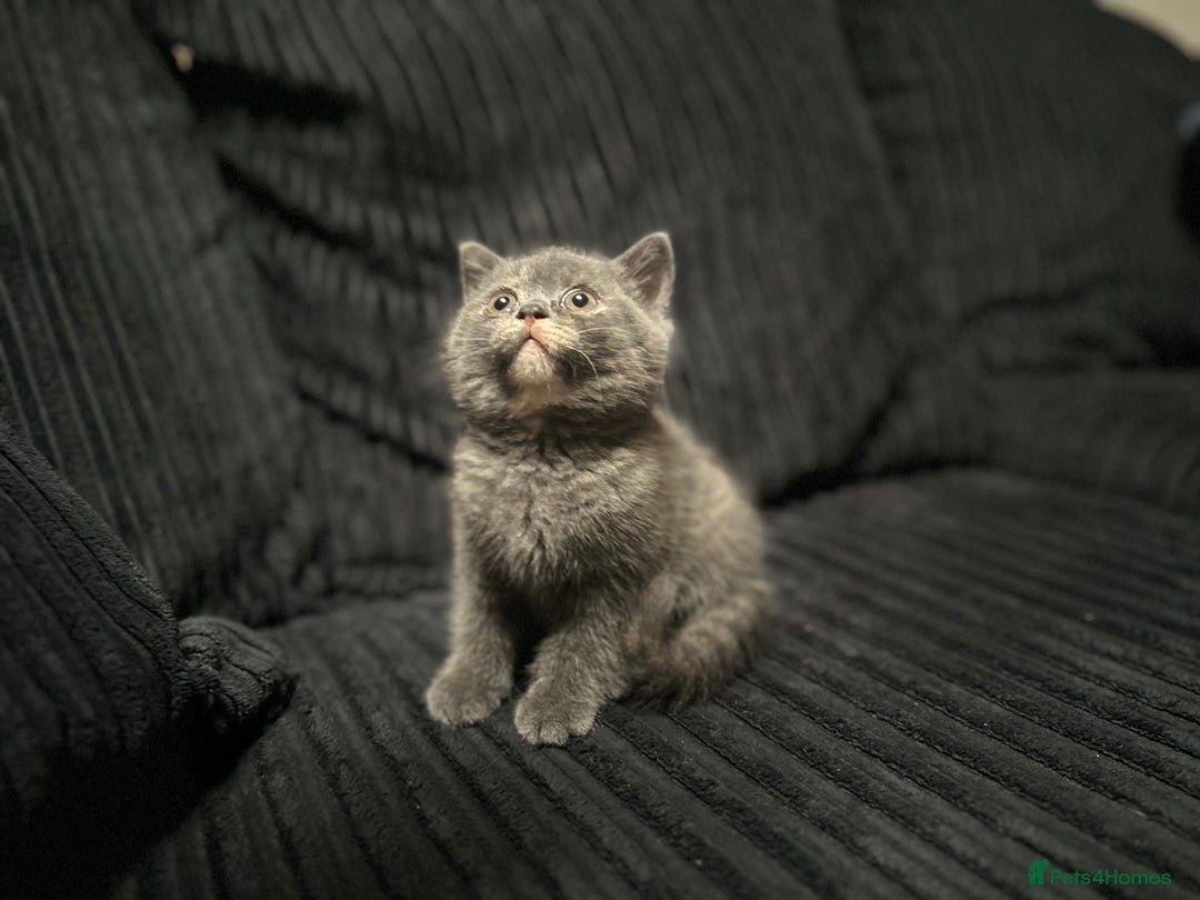 Scottish Fold cats for sale: Scottish Fold/BSH Mixed Kittens - Image 1
