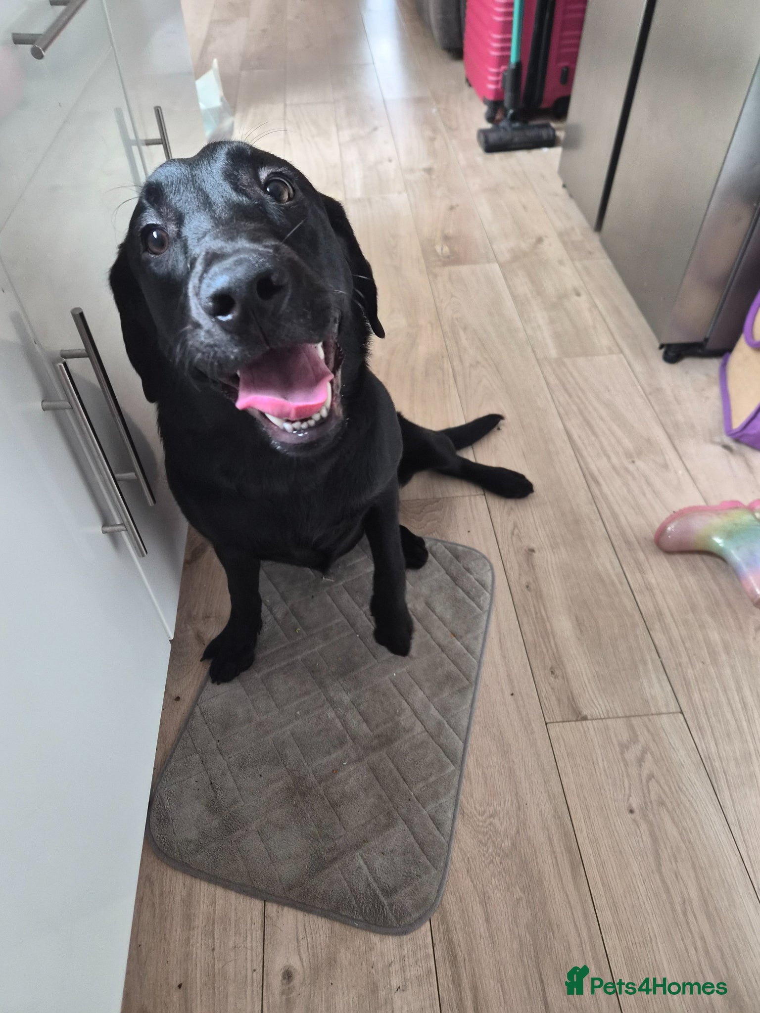 Labrador Retriever dogs For sale - Advert 1