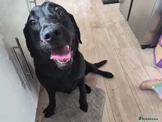 Labrador Retriever dogs For sale - Advert 1