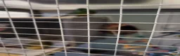 Parakeets birds for sale: 3 Birds and Big  wooden  cage nearly  new   - Advert 5