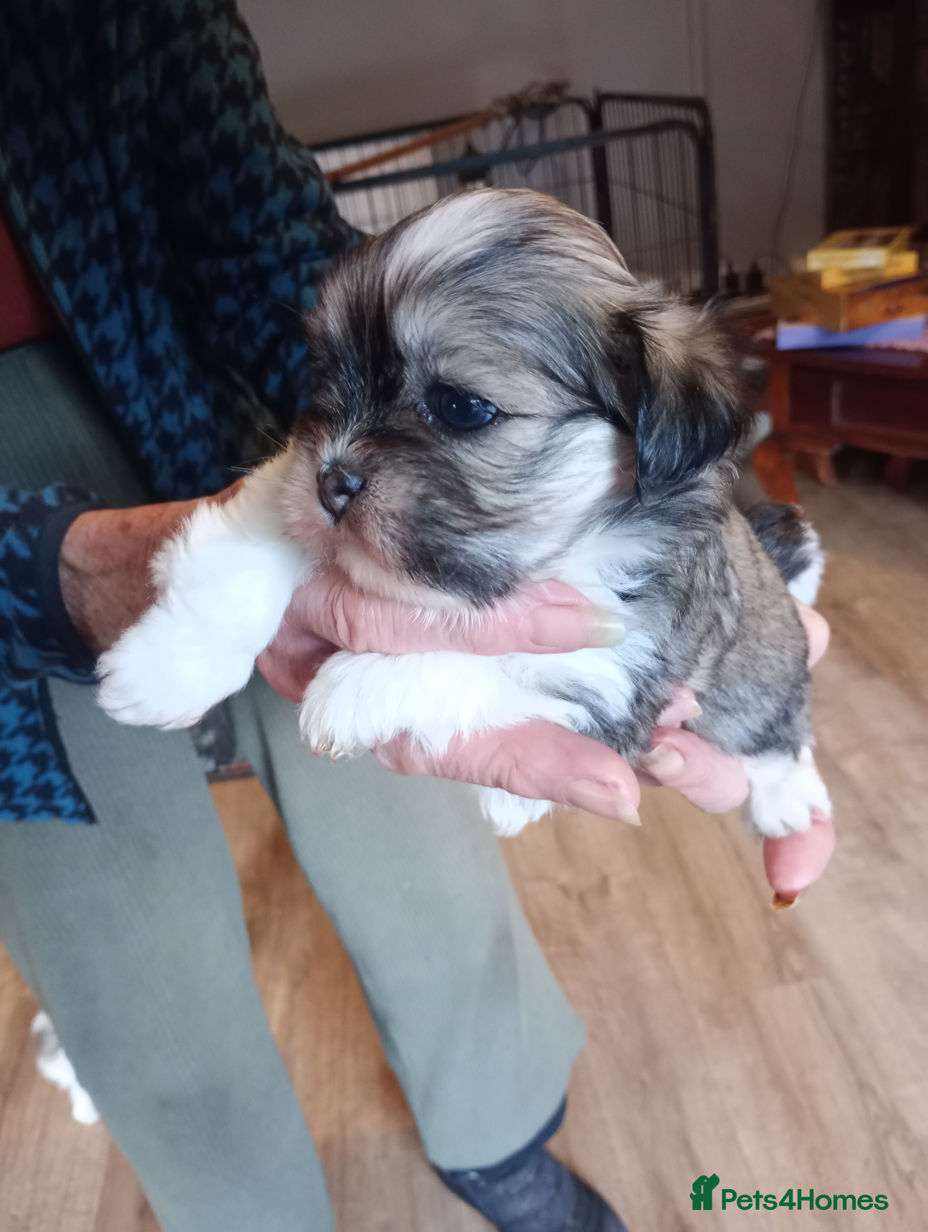 Lhasa Apso dogs LHASA APSO PUPPIES - Advert 7