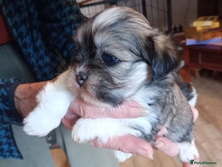 Lhasa Apso dogs LHASA APSO PUPPIES - Advert 7