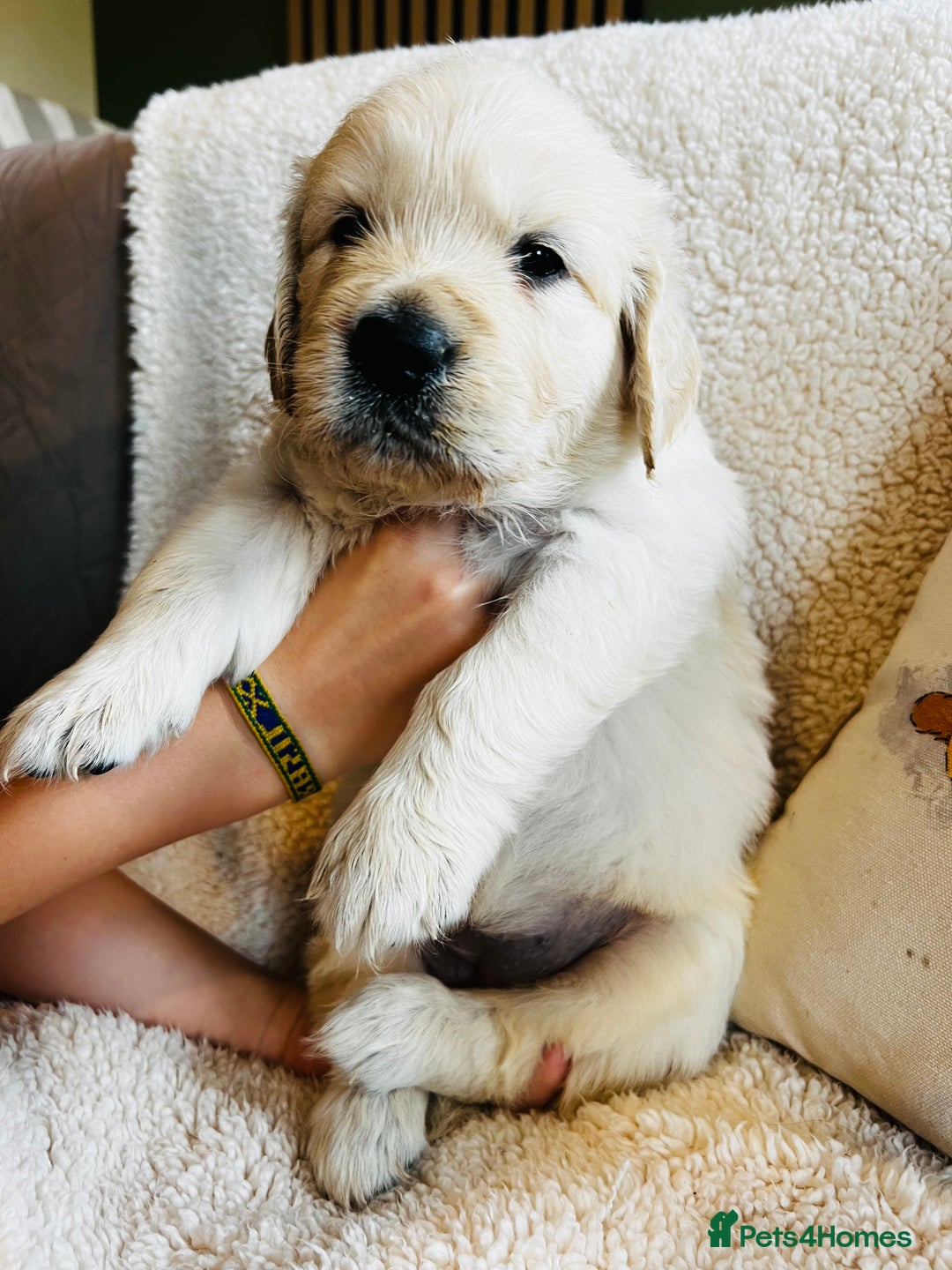 Golden Retriever dogs for sale: 8 Outstanding Chunky Cream Golden Puppies  - Image 17