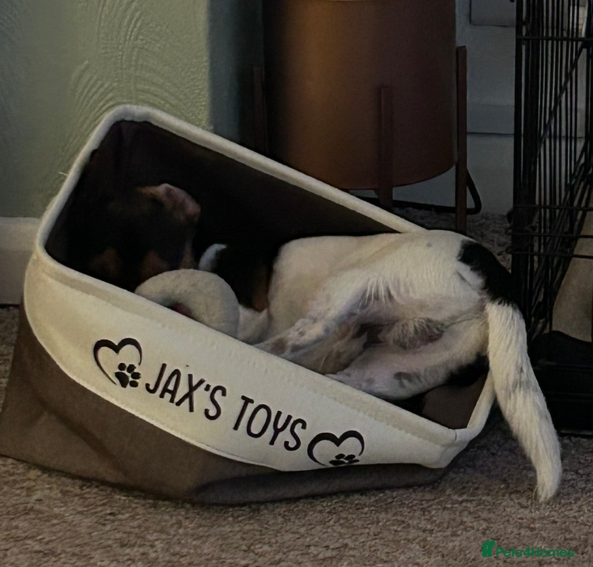 Jack Russell dogs for sale: Handsome Jack Russell boy  - Advert 10