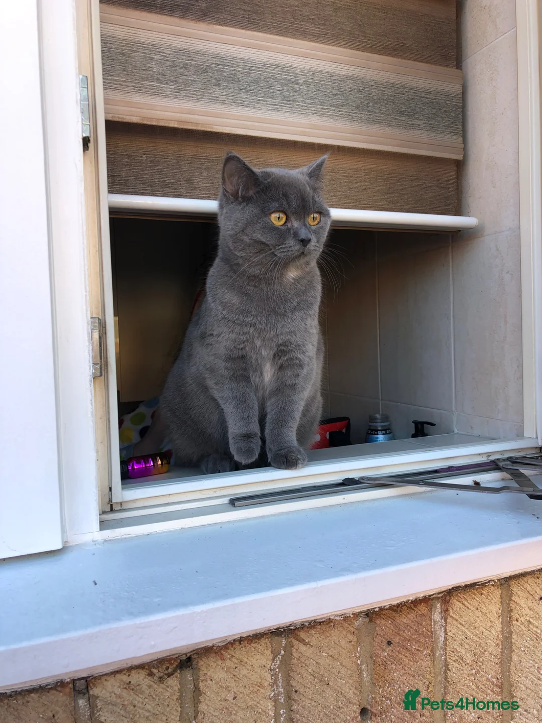 British Shorthair cats for sale: Beautiful 😍 X2 British Shorthairs 😸 in Enfield - Advert 12
