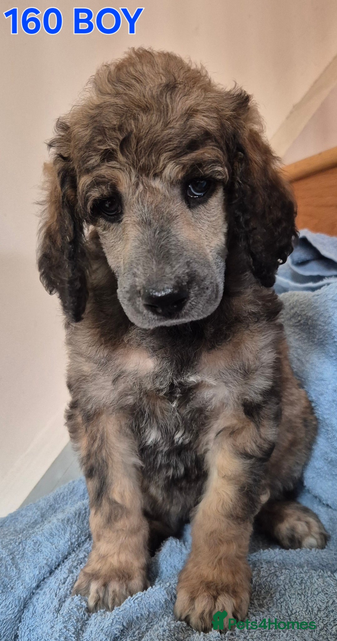 Standard Poodle dogs for sale: KC reg Brown Parti & phantom Standard Poodle pups - Image 12