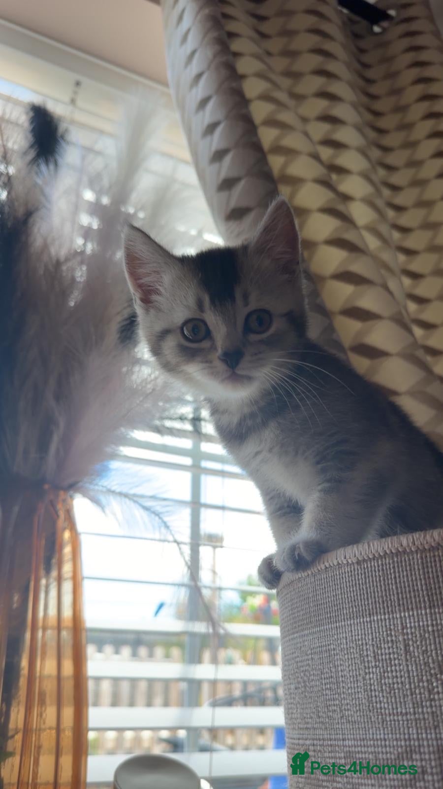 Mixed Breed cats British short hair x domestic shorthair  - Advert 4