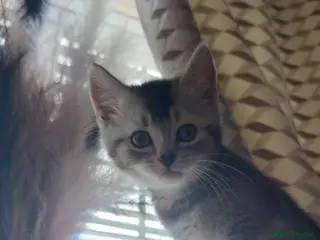 Mixed Breed cats British short hair x domestic shorthair - Advert 14