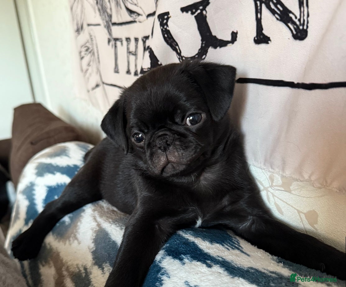 Pug dogs KC Pug Puppies - Advert 8