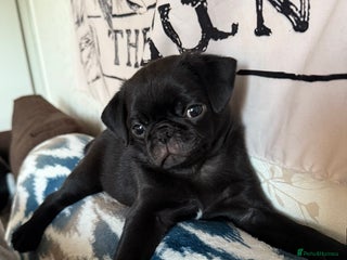 Pug dogs KC Pug Puppies - Advert 12