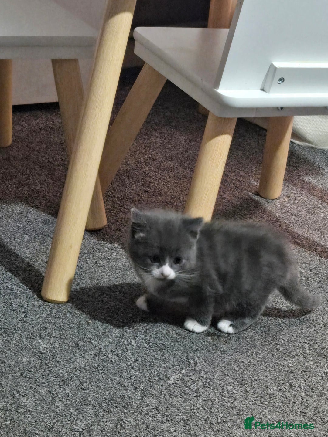 Domestic Shorthair cats for sale: 3 kittens  - Advert 2