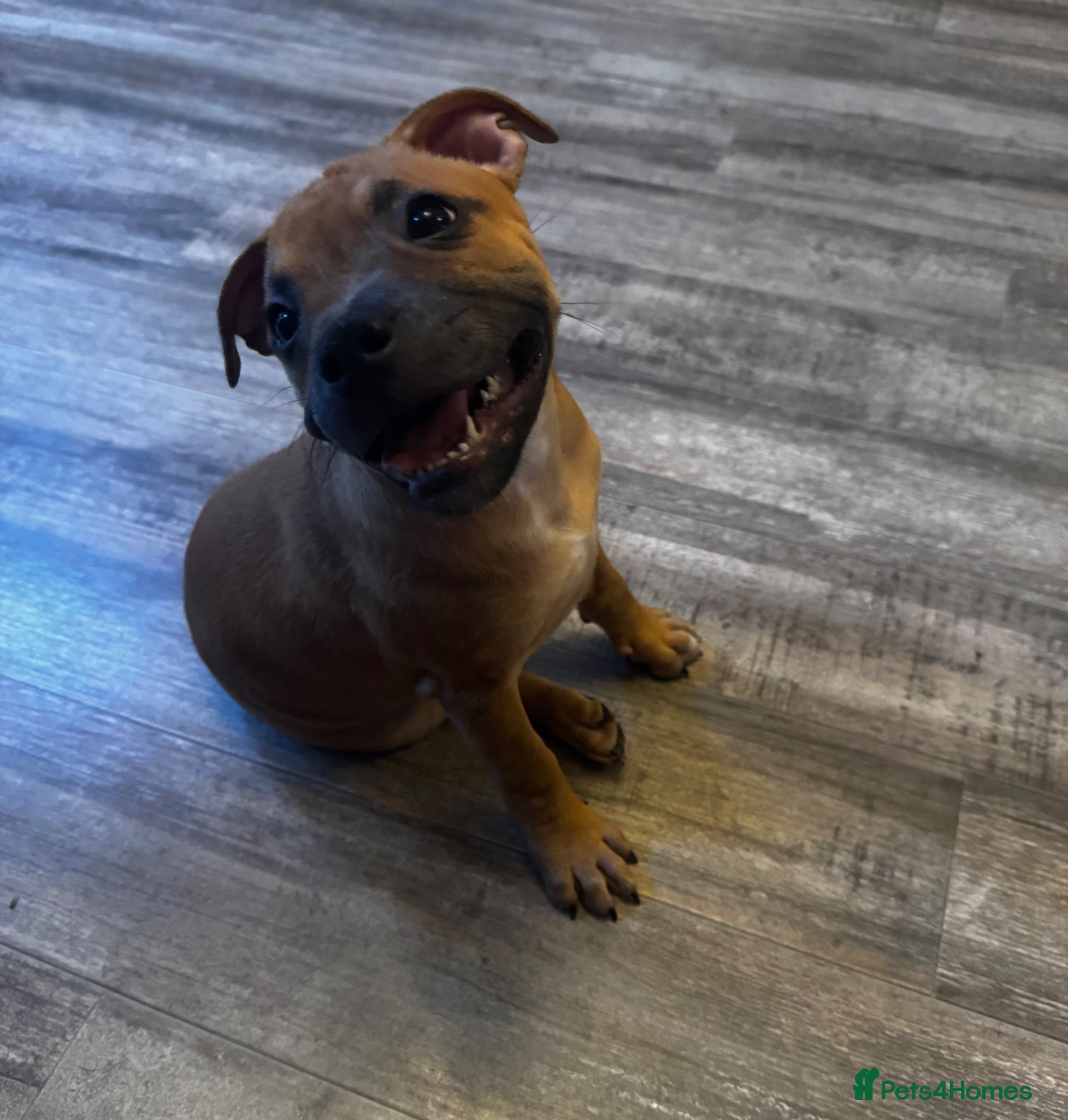 Staffordshire Bull Terrier dogs 🔥READY! KCREG STAFFY PUPPS–OUTSTANDING QUALITY 🔥 - Advert 2