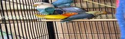 Lovebirds birds for sale: Baby lovebirds - Advert 6