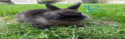 Netherland Dwarf rabbits for sale: Netherland Dwarf Rabbits For Sale - Advert 20