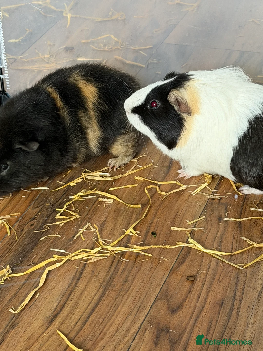 English rabbits for sale: 2 male guinea pigs - Advert 3