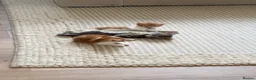 Mixed Breed cats for sale: 3 kittens  in Ipswich - Advert 8