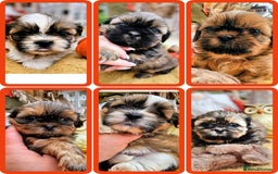 Shih Tzu dogs for sale: Shih tzu puppies - purebreed - licenced breeder  - Image 1