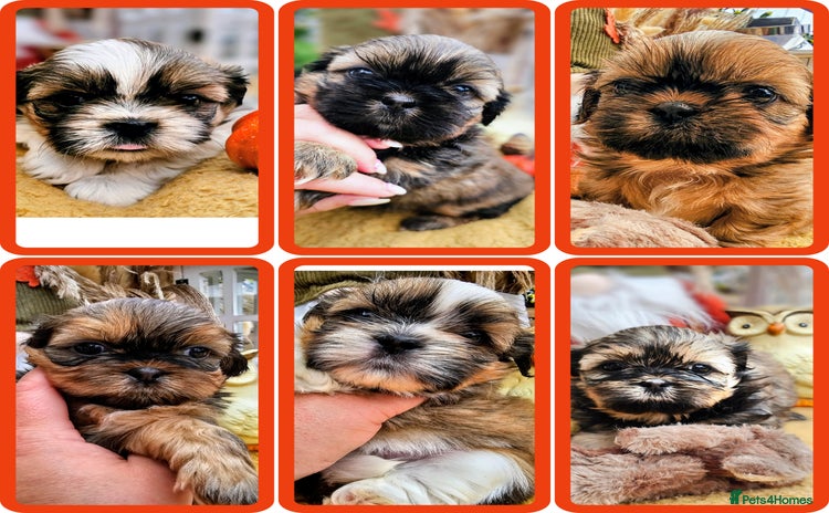 Shih Tzu dogs - Advert 3