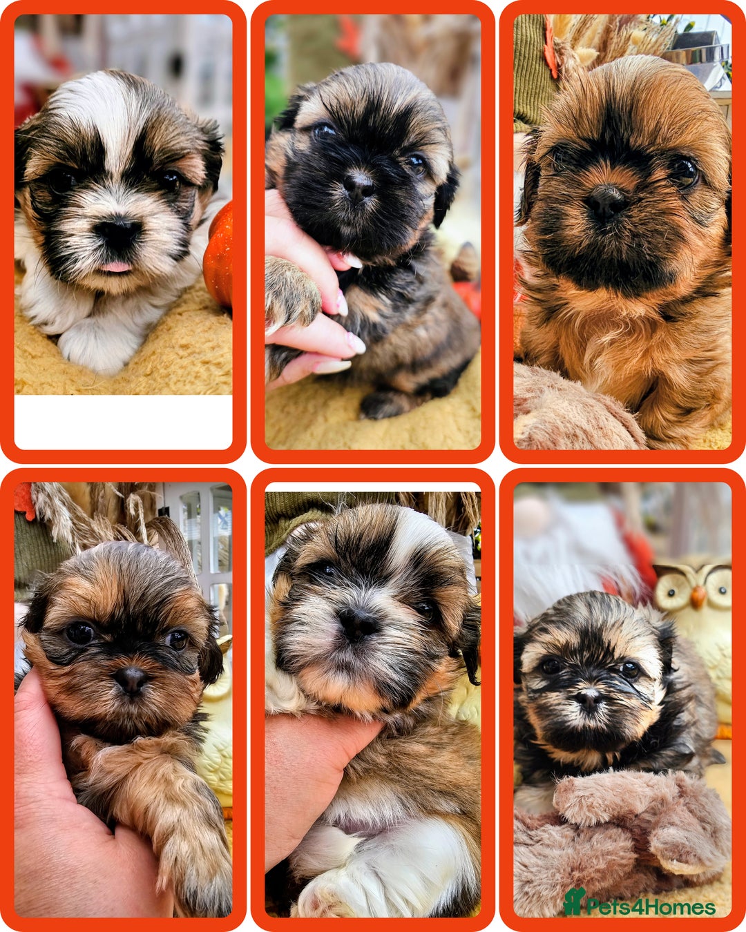 Shih Tzu dogs for sale: Shih tzu puppies - purebreed - licenced breeder  - Image 1