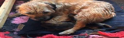 Border Terrier dogs for sale: FEMALE BORDER TERRIER PUPPY  CREDITS WORKI/SHOWING - Advert 1